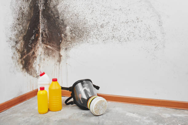 Best Mold Remediation for Specific Building Types in Bend, OR